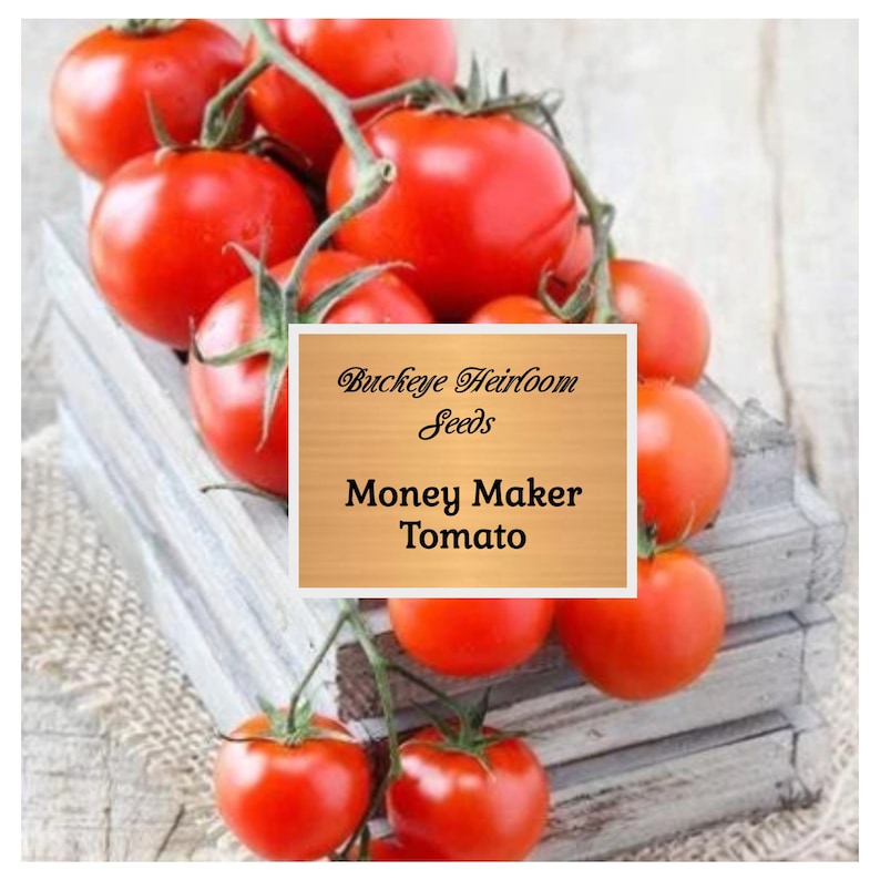 Puede incluir: Un racimo de tomates Money Maker rojos y maduros en su rama, presentados en una caja de madera r&uacute;stica. La imagen incluye una etiqueta con el texto "Buckeye Heirloom Seeds" y "Money Maker Tomato".