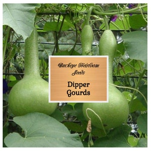Dipper Gourd - Seeds - (Lagenaria siceraria) - Buckeye Heirloom Seeds