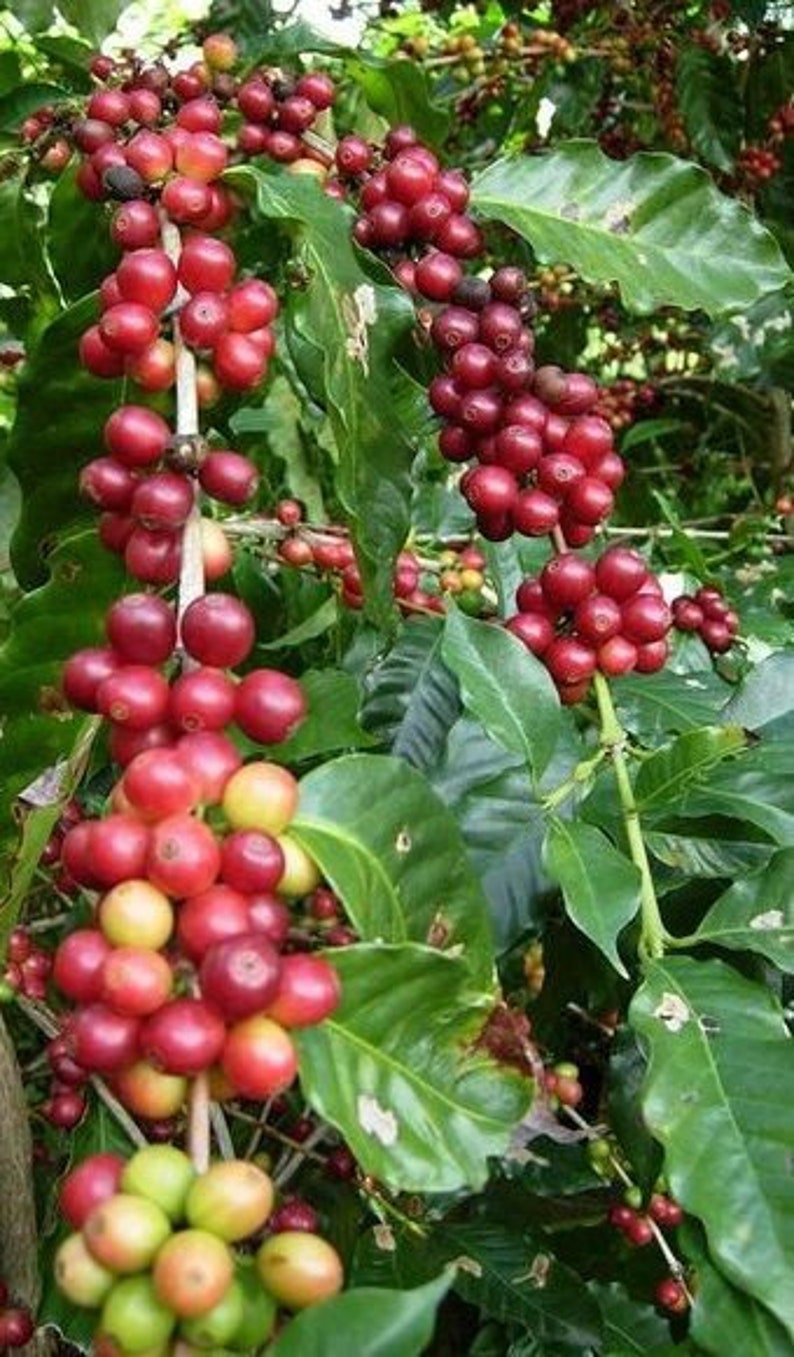 Coffee Plant Seeds Coffea Arabica Nana Perennial | Etsy