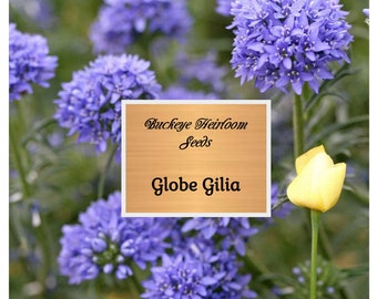 Globe Gilia Heirloom Seeds, Flower Seeds, Native Wildflower - Buckeye Heirloom Seeds