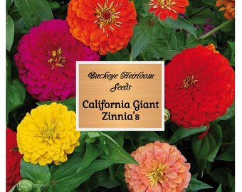 Zinnia, California Giant seeds - Heirloom Flower (Zinnia elegans) - Large, colorful blooms - Attracts butterflies - Long-lasting cut flowers