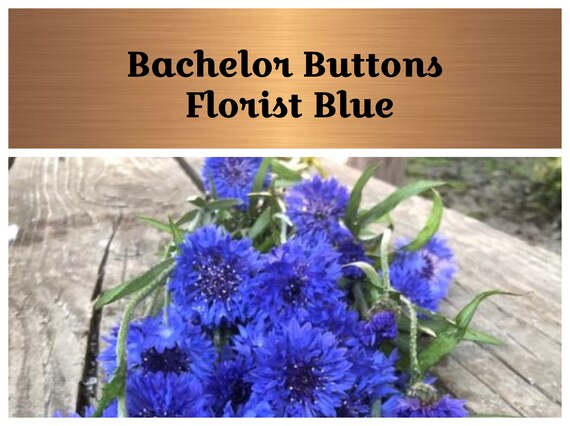 Bachelor Buttons Florist Blue Boy Centaurea Cornflower - Etsy