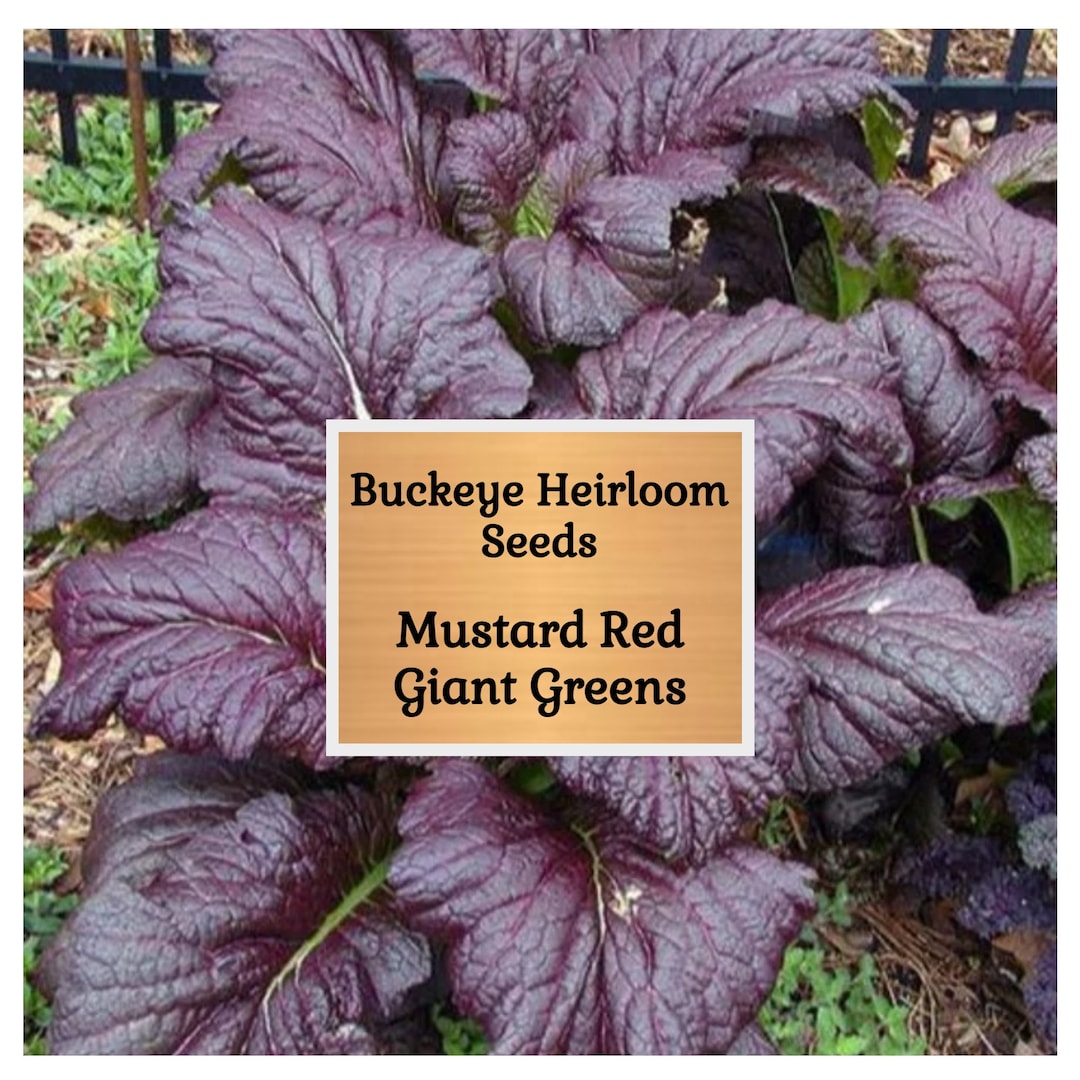 Mustard Red Giant - Mustard Green Seeds - (brassica Juncea) - Non-gmo ...
