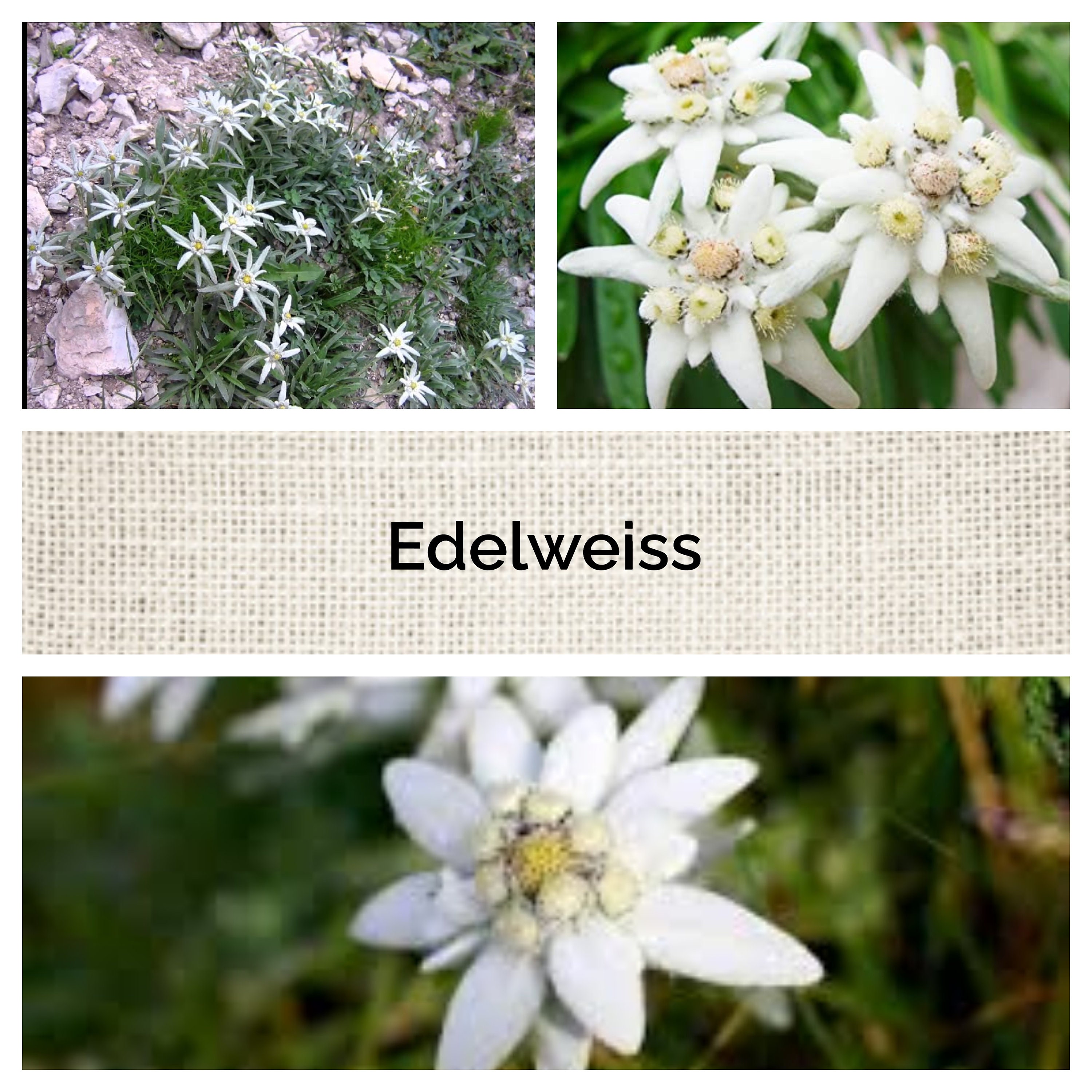 Edelweiss 50 Seeds Leontopodium Alpinum Perennial Etsy