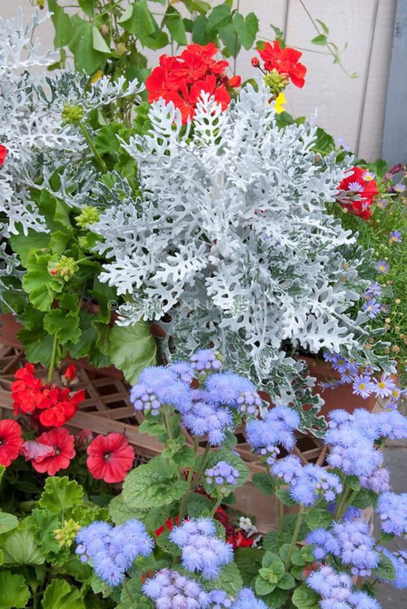 Цинерария серебристая Dusty Miller