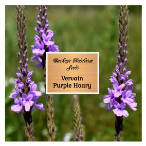 Vervain Purple Hoary  Seeds - Heirloom - Non  - Buckeye Heirloom Seeds