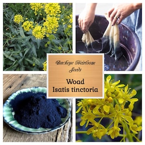 Isatis tinctoria - Nature Blue Dye Plant Seeds - Buckeye Heirloom Seeds