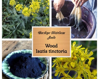 Isatis tinctoria - Nature Blue Dye Plant Seeds - Buckeye Heirloom Seeds