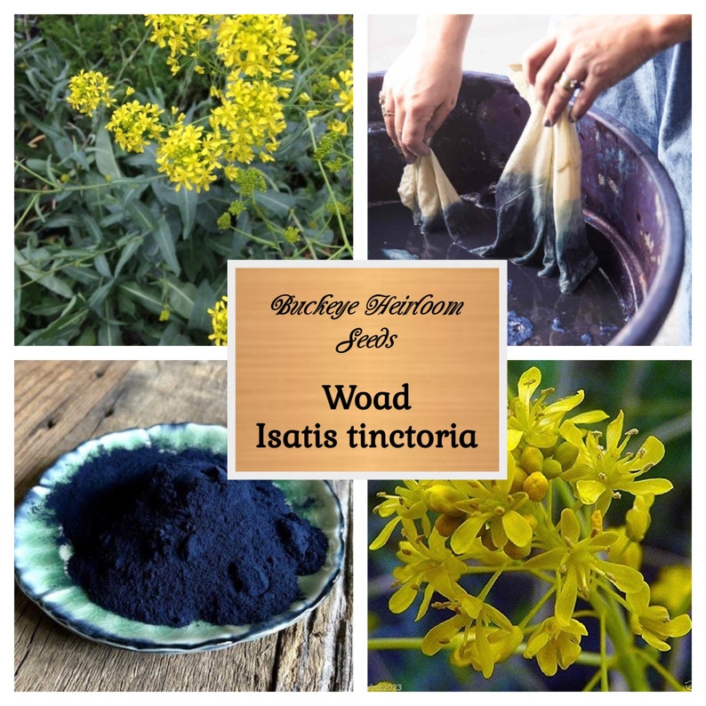 Isatis tinctoria Nature Blue Dye Plant Seeds Buckeye Heirloom Seeds image 1