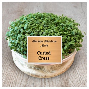 Curled Cress Seeds, Lepidium sativum, Non GMO, Heirloom