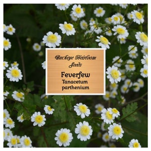 Feverfew - 100 Seeds - Heirloom Medicinal Herb - Non-GMO (Tanacetum parthenium)