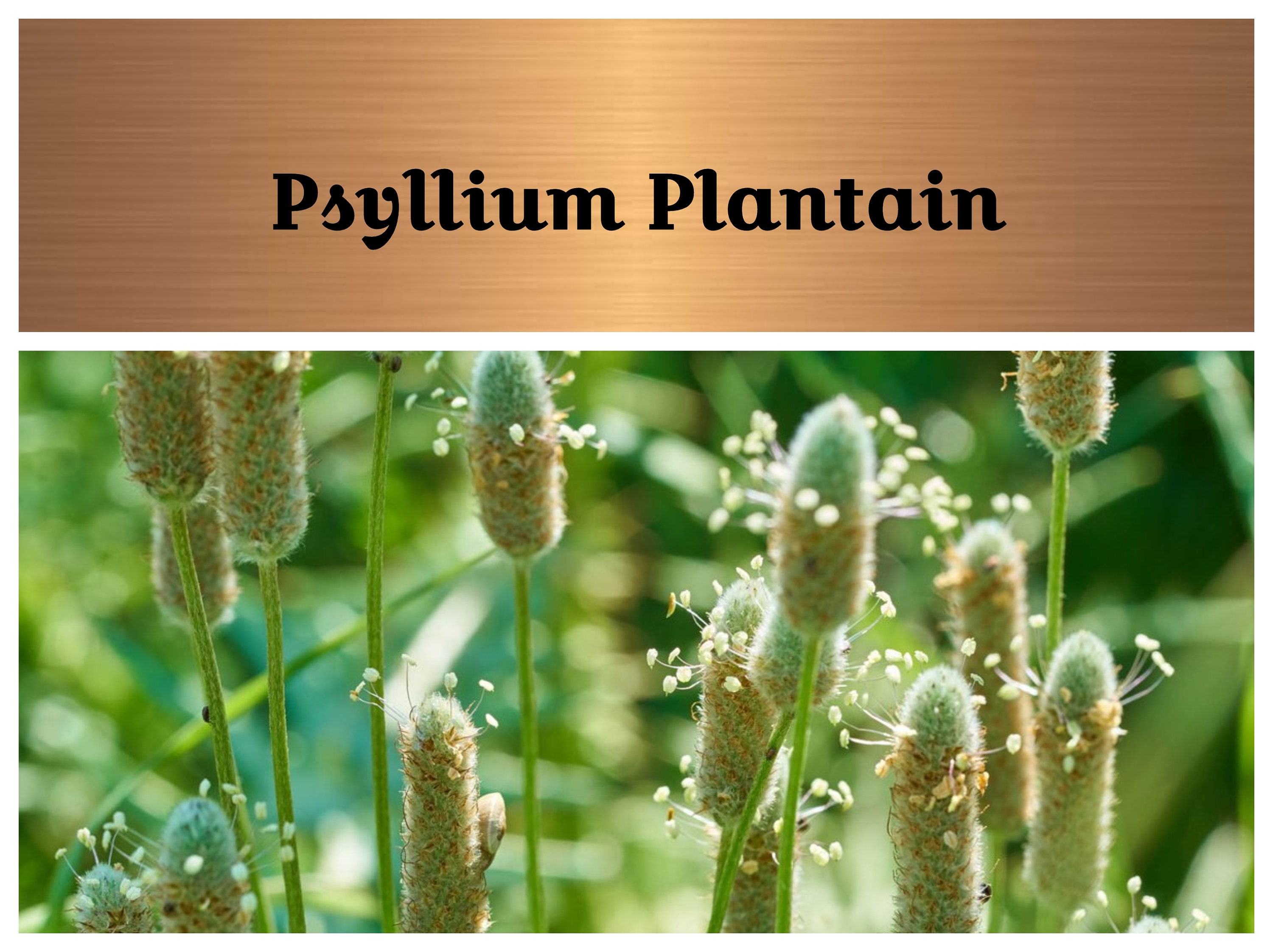 Plantago Psyllium