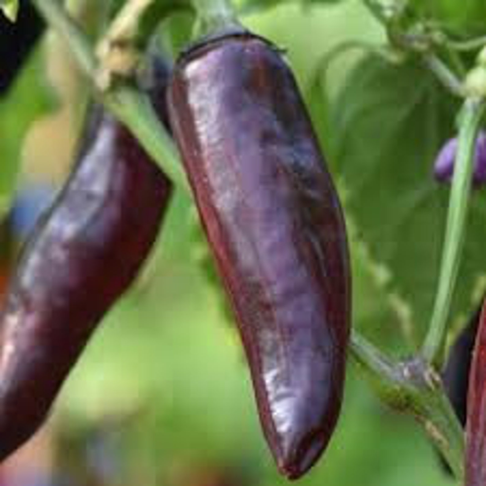 Purple Jalapeno Hot Pepper 25 Seeds NON GMO Etsy