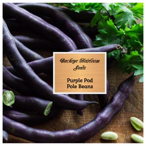 May include: Close-up of vibrant purple pod pole beans, with green parsley and a wooden cutting board background. The image includes a label that reads "Buckeye Heirloom Seeds" and "Purple Pod Pole Beans".