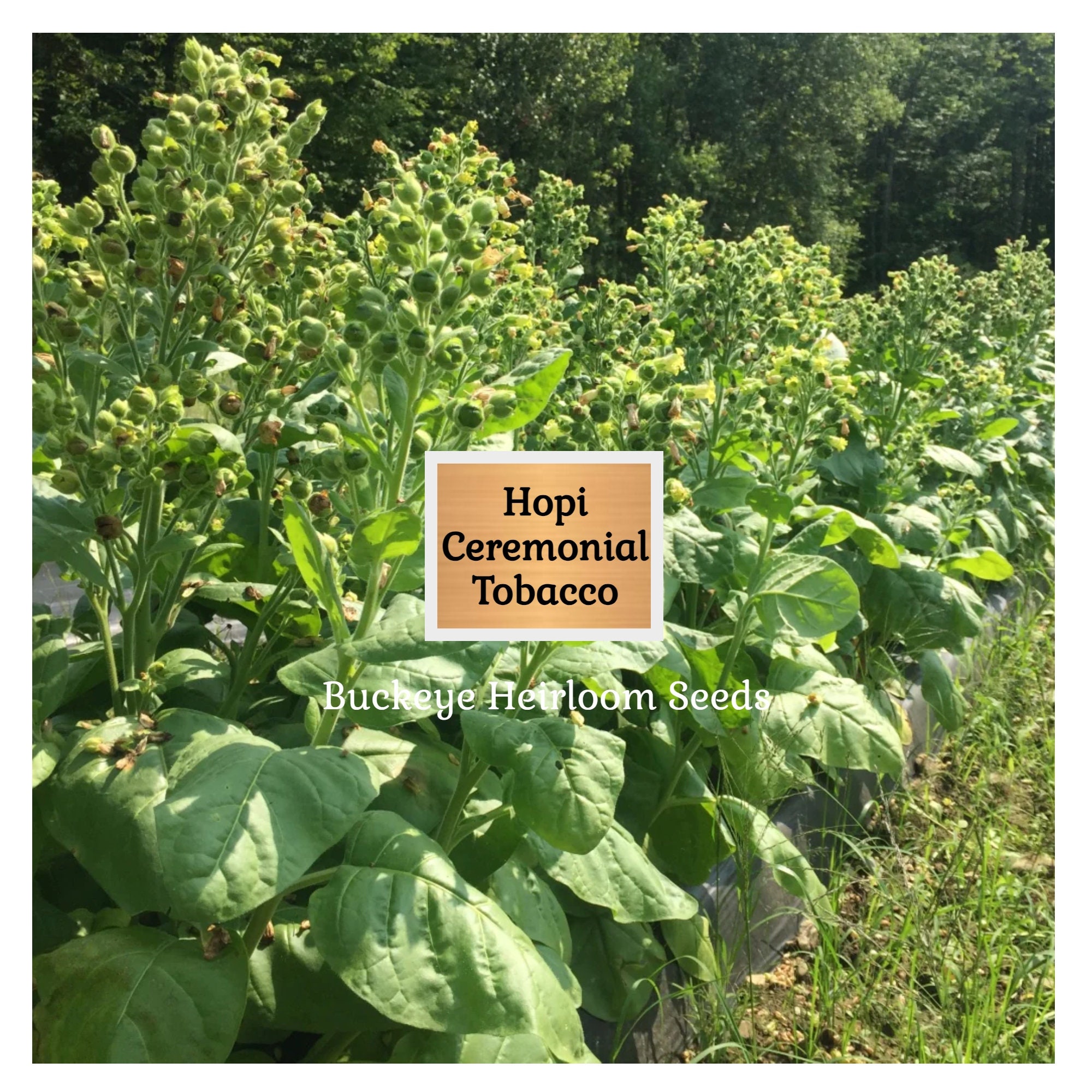 heritage tobacco seeds Cigar Seed Collection making it a resilient choice for gardeners Heirloom Tobacco Seeds - Rare,