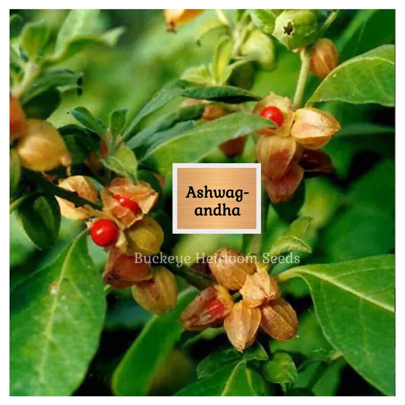 May include: Close-up of an Ashwagandha plant with green leaves, tan seed pods, and bright red berries. The text "Ashwagandha" is displayed on a wooden sign. The words "Buckeye Heirloom Seeds" are also visible.