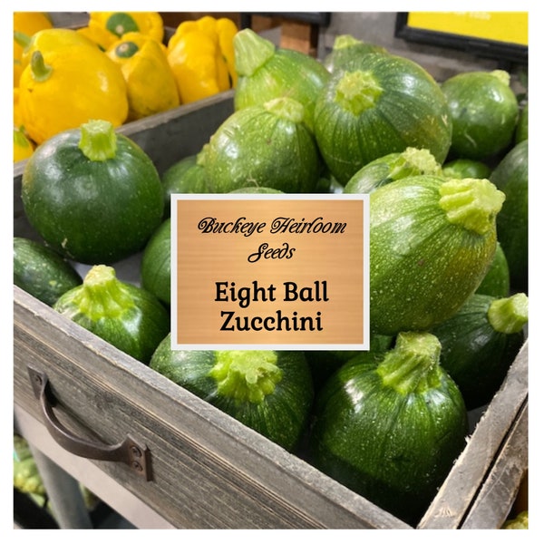 Round Zucchini - Seeds - 8 Ball - Non Gmo - Heirloom Seeds – Vegetable Seeds - Grown in the USA - Buckeye Heirloom Seeds