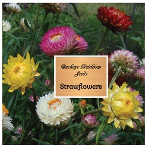 Strawflower Flower - Seeds - Buckeye Heirloom Seeds