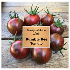 Tomato - Purple Bumble Bee Seeds - Non-Gmo - Heirloom - Buckeye Heirloom Seeds