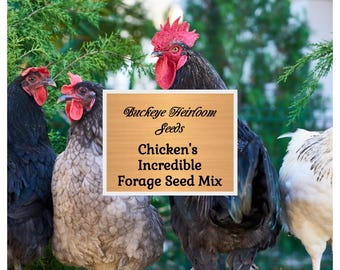 Chicken Forage Seed Mix - To Grow for Your Chickens - The Most Incredible!!! Buckeye Heirloom Seeds
