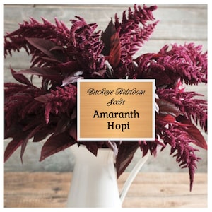 Amaranth Hopi - Red Dye Seeds - Makes Pink - Red Dye - Buckeye Heirloom Seeds