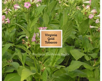 what is indian tobacco Indian Tobacco (Lobelia inflata)