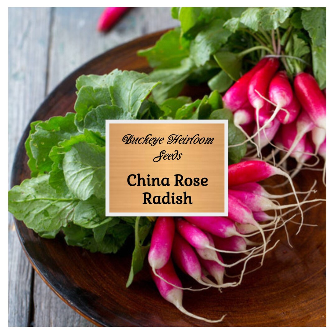 Radish China Rose Seed raphanus Sativus Heirloom Non Gmo Buckeye Heirloom Seeds Etsy