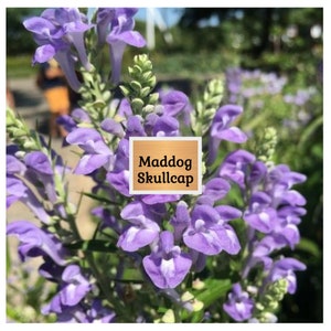 100 Mad Dog Skullcap Seeds (Scutellaria Lateriflora) - Native Medicinal Wildflower 1 thumbnail image
