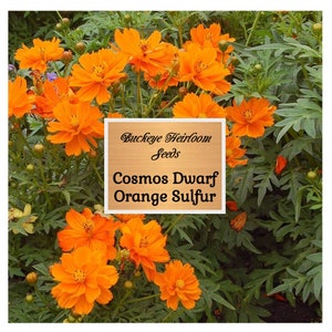 Cosmos - Dwarf Orange Sulphur Seeds - GMO Free - Seeds Flower - Buckeye Heirloom Seeds