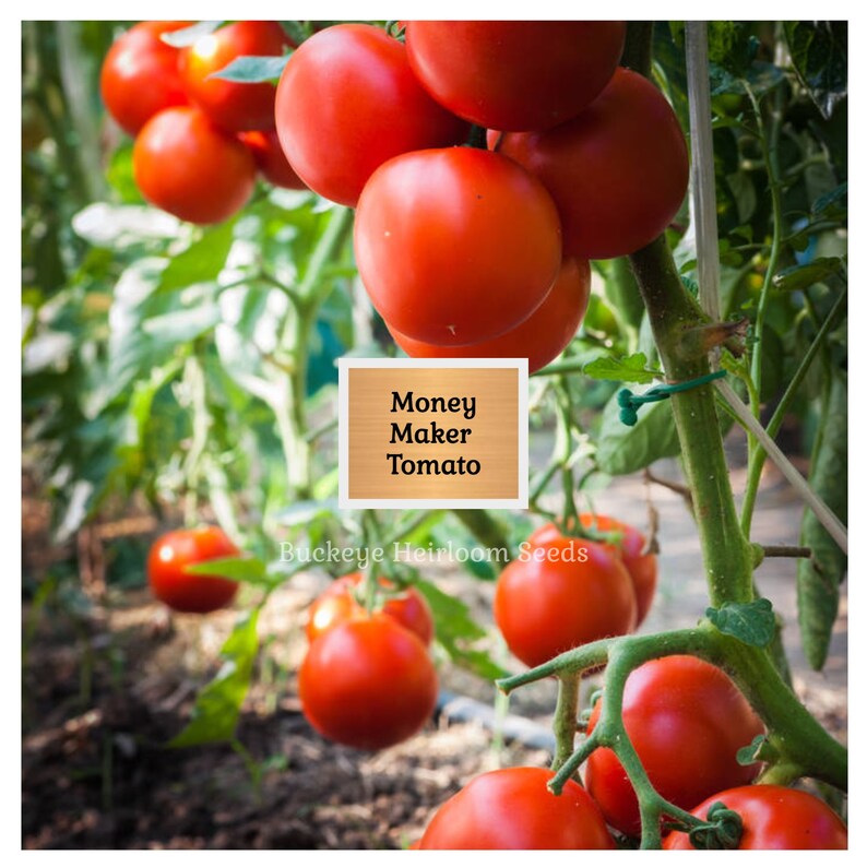 Puede incluir: Primer plano de tomates rojos Money Maker en la vid, con hojas y tallos verdes. La imagen presenta un letrero de madera con el texto "Money Maker Tomato". Los tomates est&aacute;n en varias etapas de madurez.