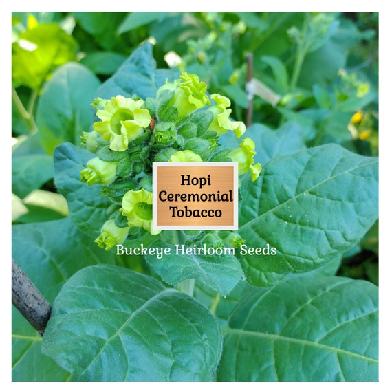 Hopi Tobacco Seeds - Nicotiana Rustica - Ceremonial Heirloom