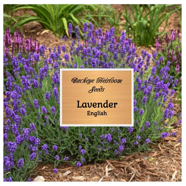 English Lavender Vera - Seeds - Fragrant Herb -  (Lavandula angustifolia vera) - Buckeye Heirloom Seeds