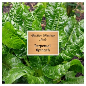 Perpetual Spinach Swiss Chard Seeds - Perpetual Spinach Seeds - Beta vulgaris cicla Seeds -Green Swiss Chard - Buckeye Heirloom Seeds