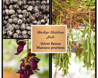 Florida Velvet Bean - Seeds - Non Irritating Variety -
