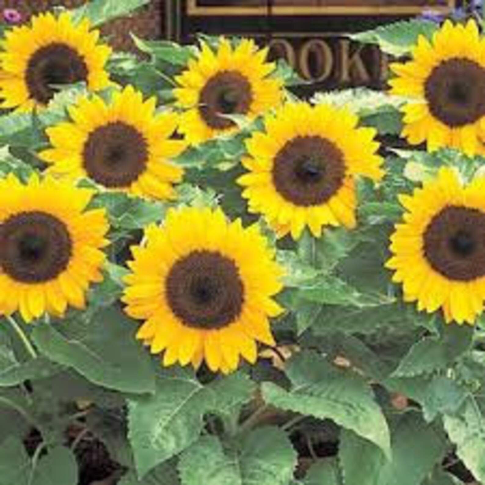 Sunspot Dwarf Sunflower Seeds Helianthus Annuus Etsy