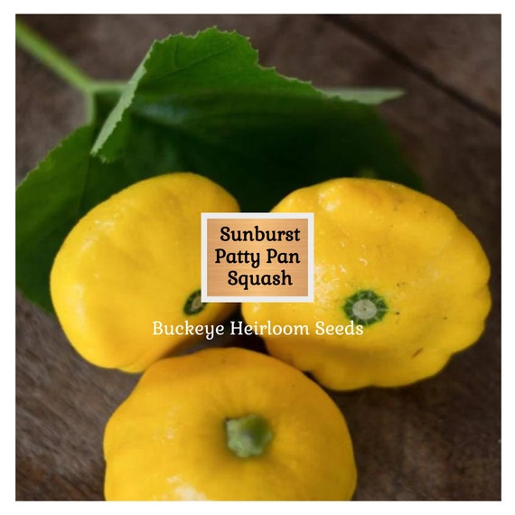 thumbnail image 2 of Sunburst Squash Seeds - Yellow Scallop Patty Pan Squash For Gardens & Containers 2 of 12