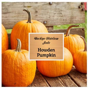 Howden Pumpkin Seeds, Great Carving Pumpkin, Heirloom Pumpkin Seeds - Buckeye Heirloom Seeds