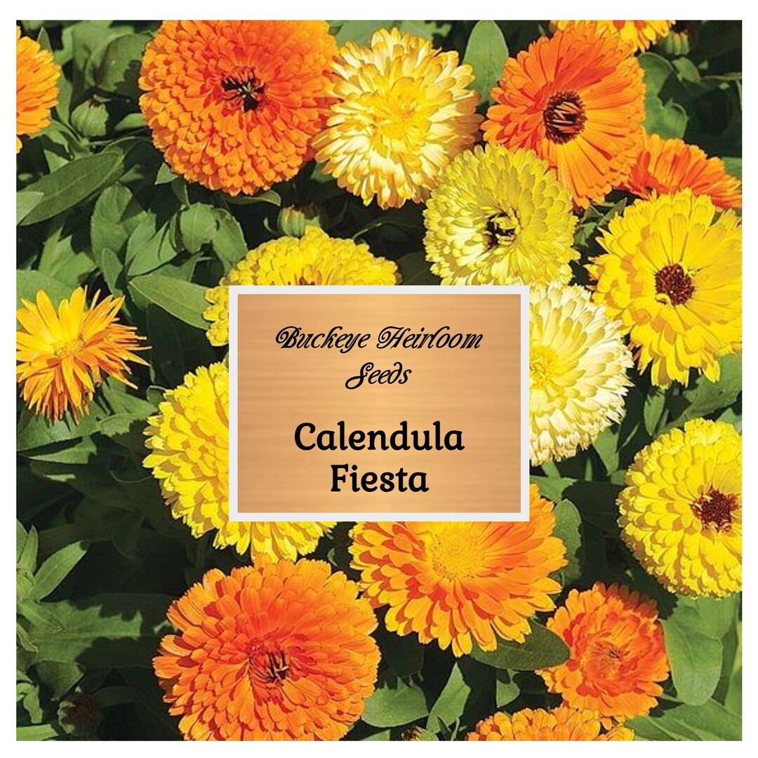 Fiesta Gitana Calendula Seeds: Heirloom Medicinal Pollinator Flower - Etsy