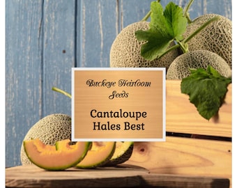 Cantaloupe - Hales Best Jumbo - 50 Cantaloupe Seeds - Non Gmo - Buckeye Heirloom Seeds