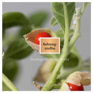 May include: Close-up of an Ashwagandha plant with green leaves and stems. A bright red berry is visible, partially enclosed in a tan husk. The text "Ashwagandha" is displayed on a wooden-look square.
