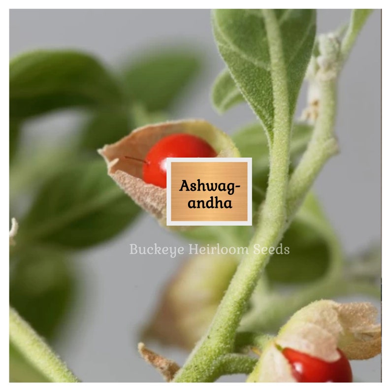 May include: Close-up of an Ashwagandha plant with green leaves and stems. A bright red berry is visible, partially enclosed in a tan husk. The text "Ashwagandha" is displayed on a wooden-look square.