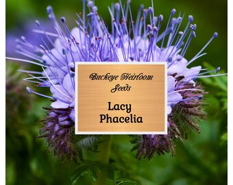 thumbnail image 2 of Blue Tansy / Purple Tansy / Lacy Phacelia / Fiddleneck- Phacelia Tanacetifolia | Rare Plant Seeds | Whimsy And Wonder 2 of 10