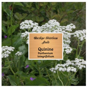 Wild Quinine Seeds - Parthenium integrifolium - American Feverfew  - Non GMO - Buckeye Heirloom Seeds