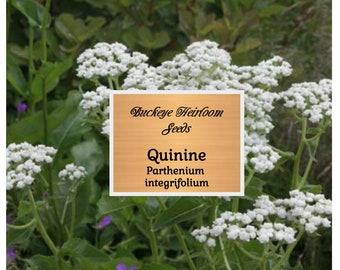 Wild Quinine Seeds - Parthenium integrifolium - American Feverfew  - Non GMO - Buckeye Heirloom Seeds