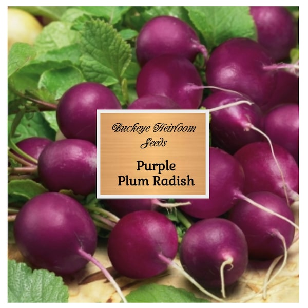 Purple Plum Radish - 100 Seed - (Raphanus sativus) - Heirloom - Buckeye Heirloom Seeds