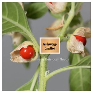 May include: Close-up of an Ashwagandha plant with bright red berries emerging from beige husks. The plant has green leaves and stems. The text "Ashwagandha" is displayed on a wooden sign, with "Buckeye Heirloom Seeds" below.