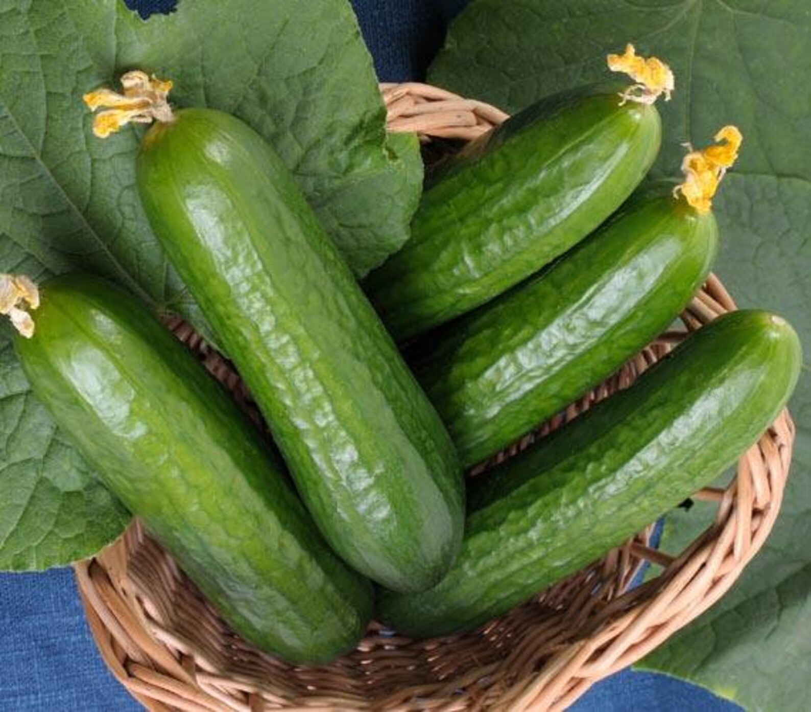 Cucumber Burpless 50 Seeds Non GMO Etsy