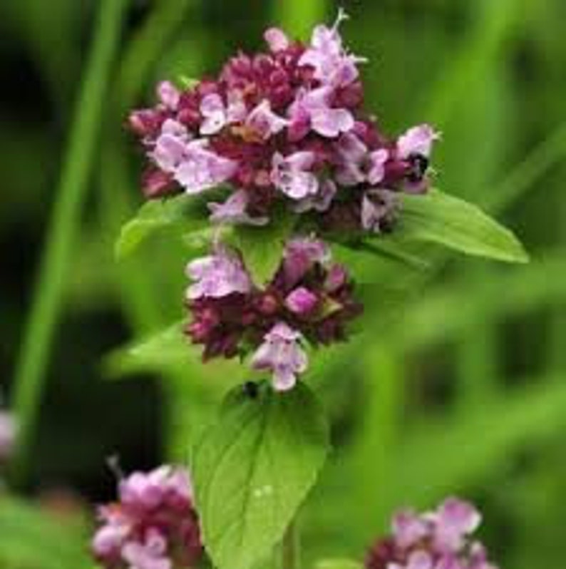 Wild Marjoram Origanum Vulgare 100 Seeds Etsy