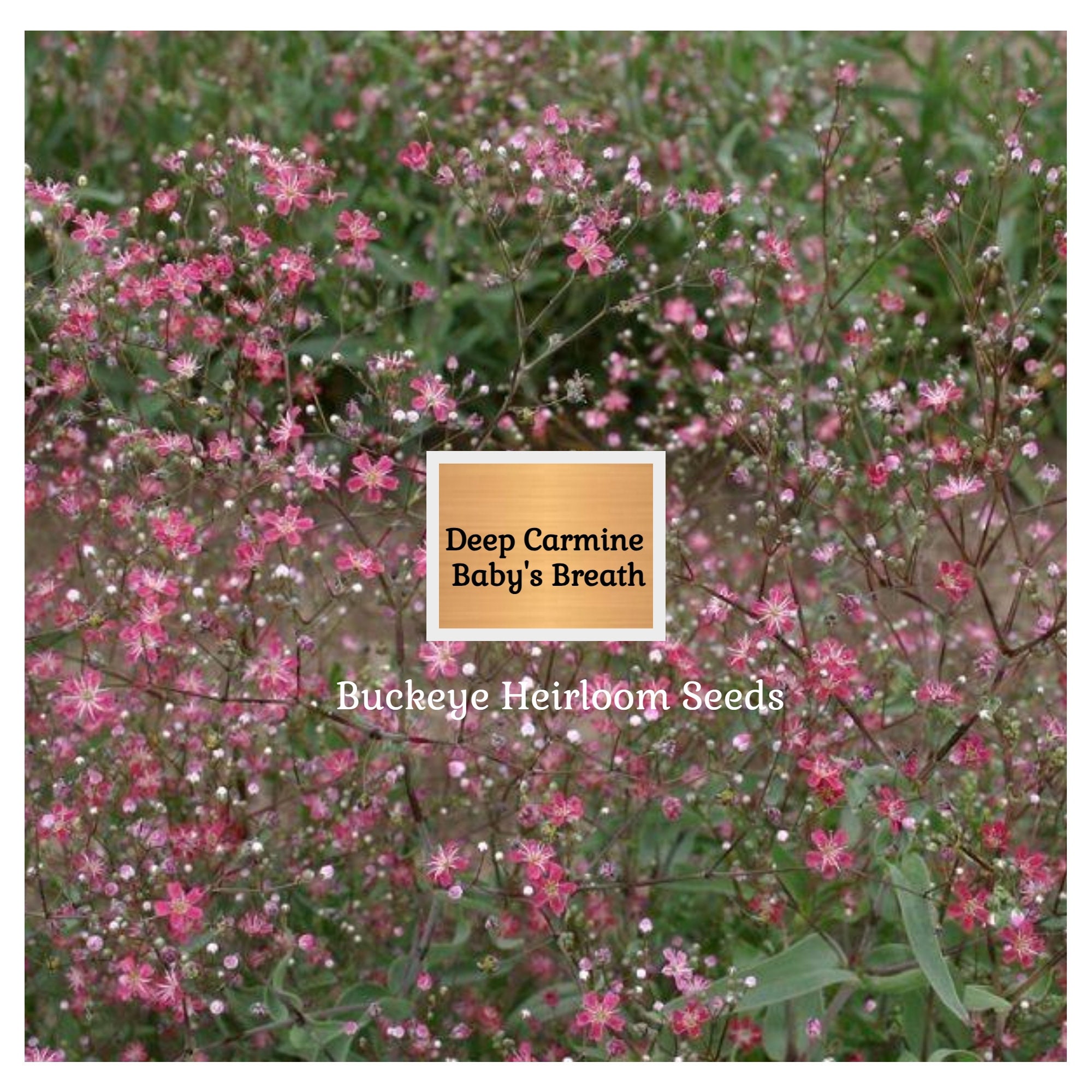 Heirloom - Deep Carmine Baby's Breath Seeds - Buckeye