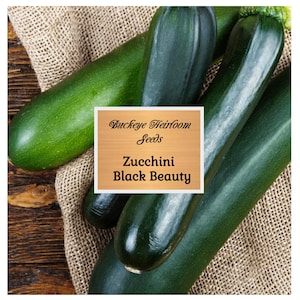 Zucchini - Black Beauty Summer Squash - Seeds - Heirloom - Non GMO - Buckeye Heirloom Seeds